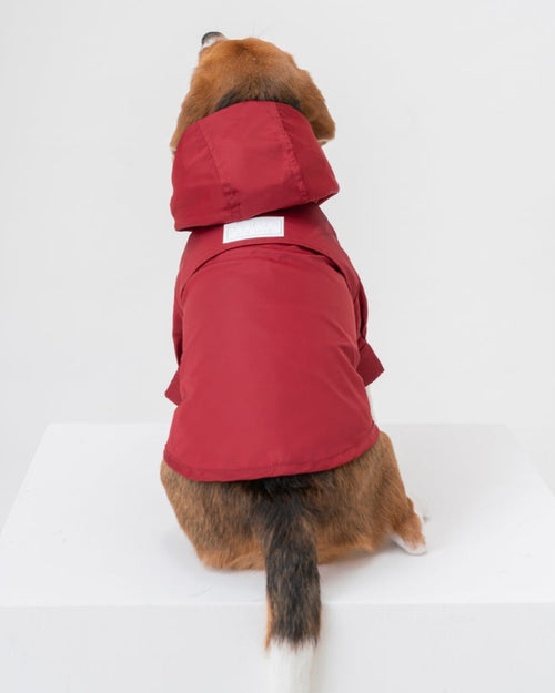 Small dog wearing red rain jacket with hood, perfect for wet weather walks.