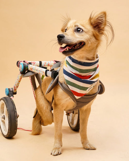 Beach Blanket Bingo Multi Striped Dog Bandana
