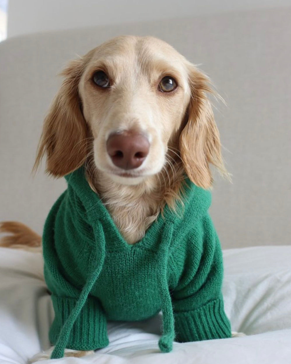Green Dog Hoodie | Shop Cute Dog Apparel – FURB