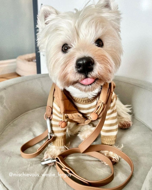 Like A Bandit Nutmeg Striped Sweater Product Image Detail. frenchie holiday sweater