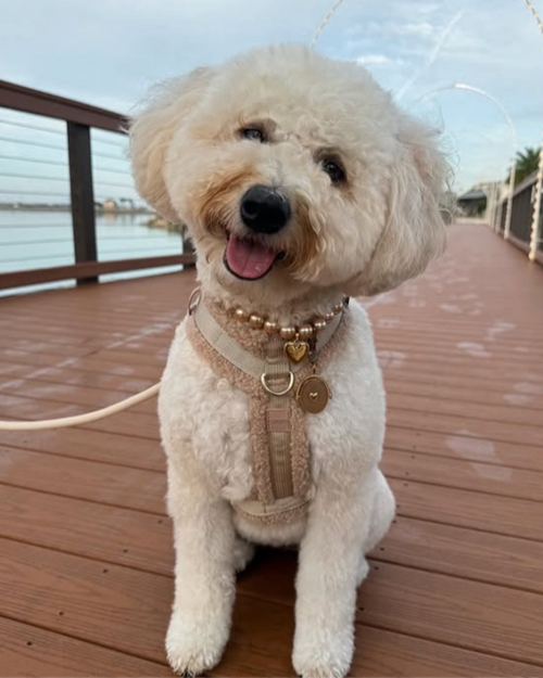 Champagne pearl dog necklace on small dog, elegant and premium accessory