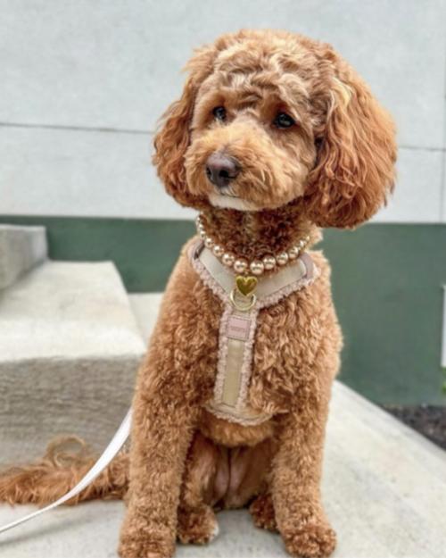 Close-up of champagne pearl dog necklace showing smooth, glossy beads