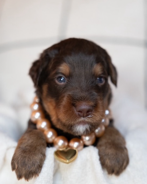 Champagne pearl dog necklace on small dog, elegant and premium accessory