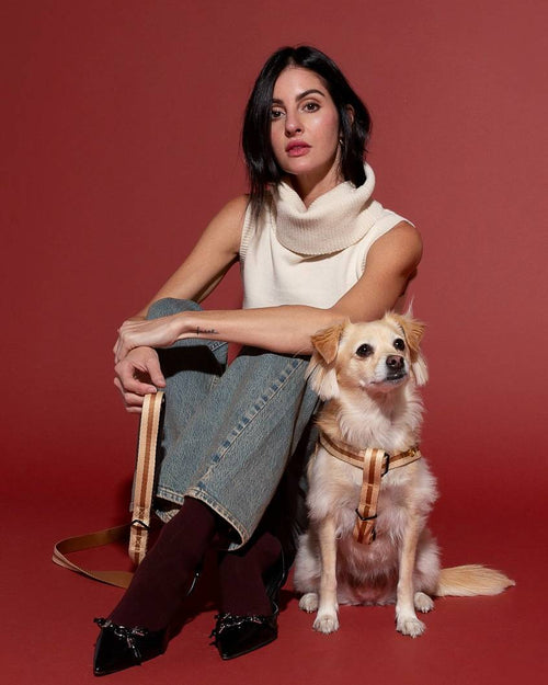 Elegant brown dog harness designed for comfort, perfect for Pugs or Miniature Schnauzers.