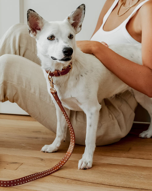 What A Stud tan leather dog collar and leash set, premium durable material for stylish daily walks and outdoor adventures