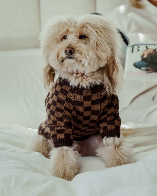 Arlo Brown Check Sweater Product Image. sweater for a pug