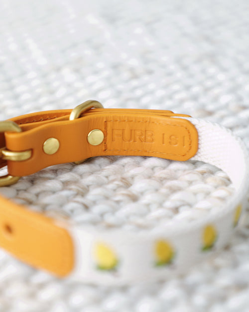 Petit Market Lemon Embroidered Dog Collar