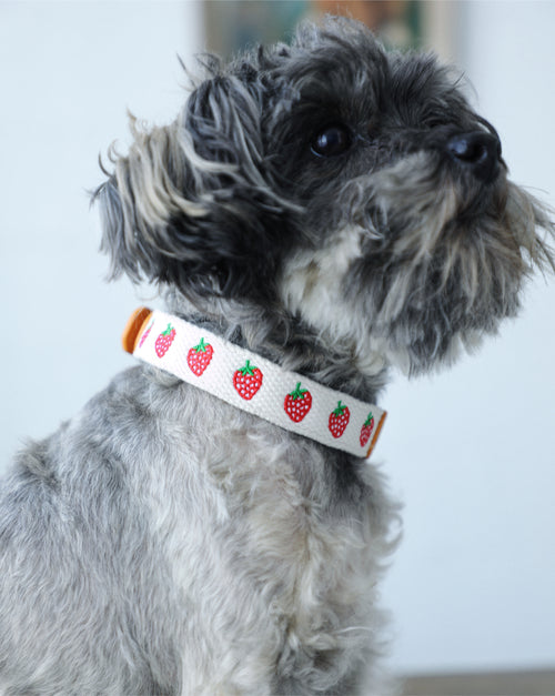 Petit Market Strawberry Embroidered Dog Collar