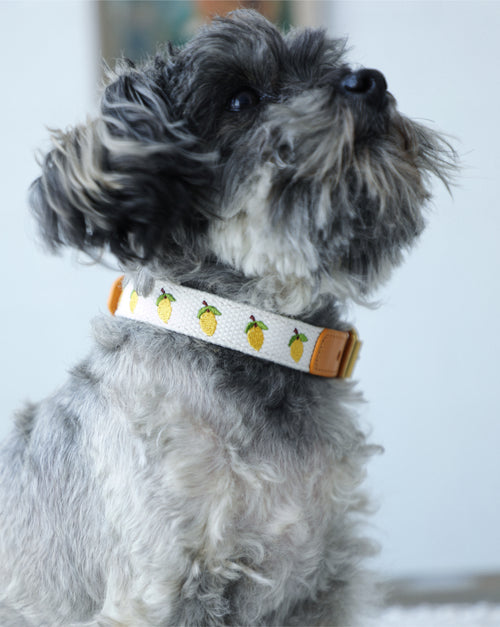 Petit Market Lemon Embroidered Dog Collar
