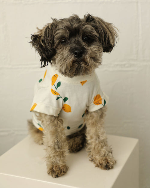 Casual Cutie Lemon Relaxed Dog T-Shirt