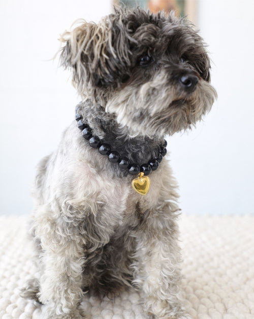 Close-up of black beaded dog necklace showing smooth polished beads and secure clasp