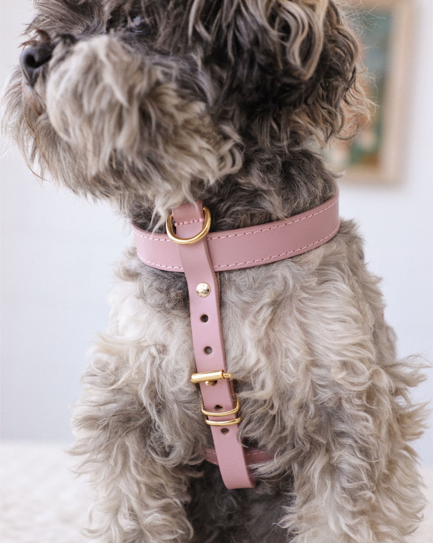 Palermo Mauve Leather Dog Harness