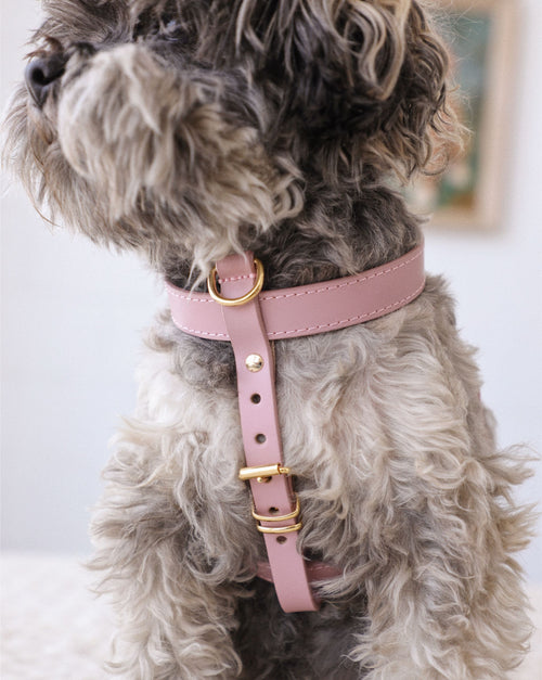 Palermo mauve leather dog harness front view, elegant and comfortable fit for dogs