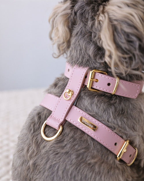 Full view of Palermo mauve leather harness and leash set, ideal for stylish dog walking and everyday outdoor adventures