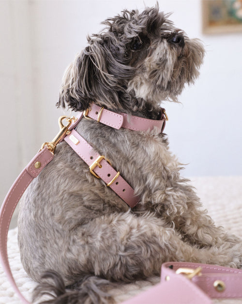 Back view of Palermo mauve leather dog harness, secure and stylish for medium dogs