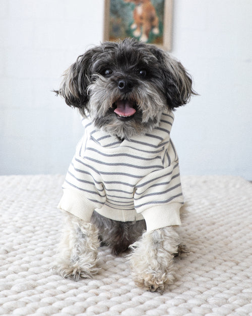 Small dog wearing grey striped hoodie, perfect for fall walks and layering.