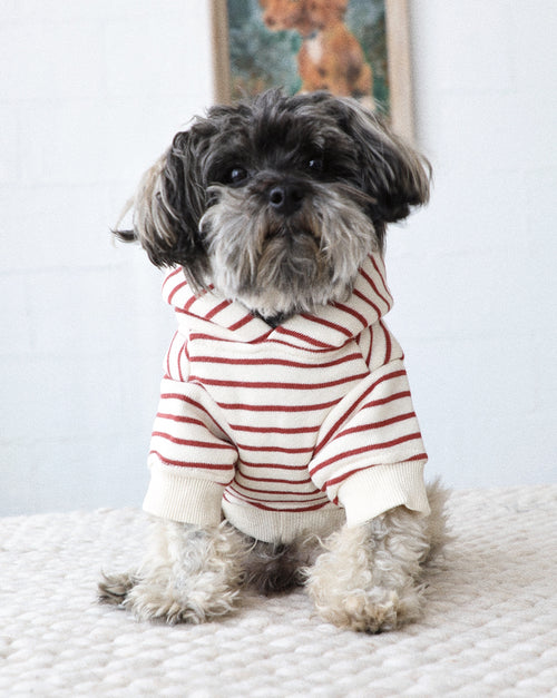 Small dog wearing Ziggy vintage red stripe hoodie, cozy and casual.