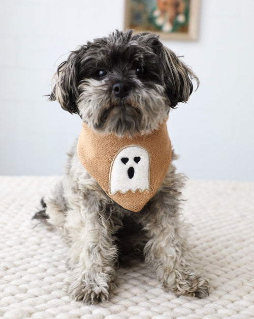 Small dog wearing reversible Halloween bandana in orange and black.