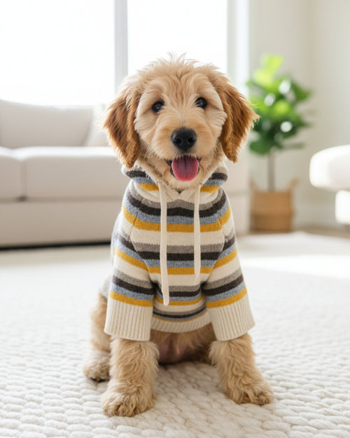Venice Retro Stripe Dog Hoodie