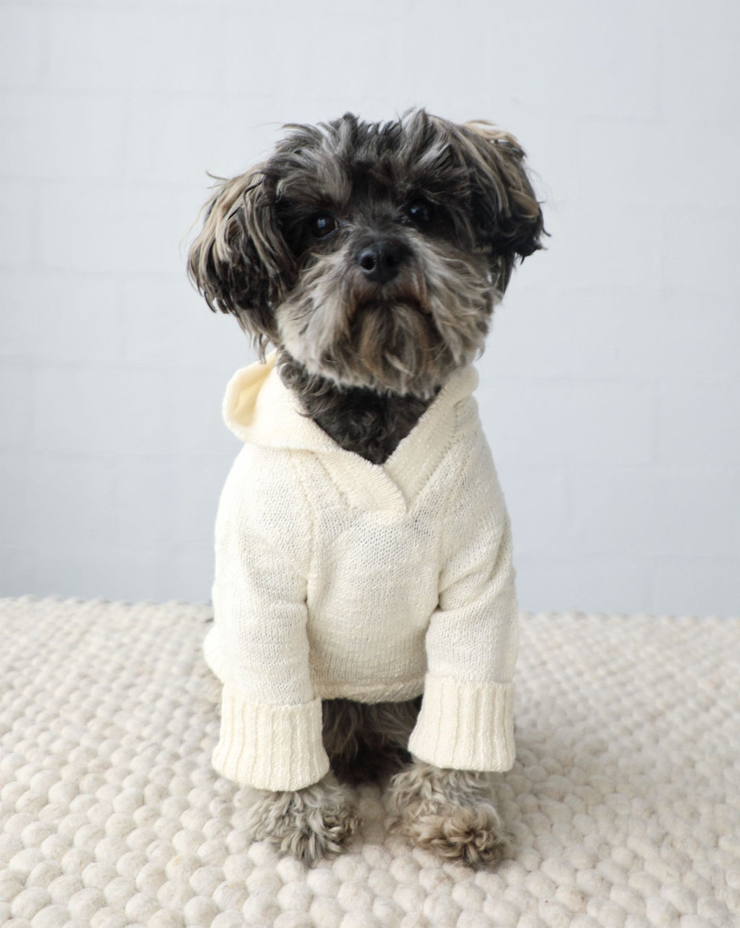 Spring has Sprung Pet Collection | Shop at FURB