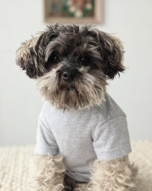 Casual Cutie Grey Relaxed Dog T-Shirt