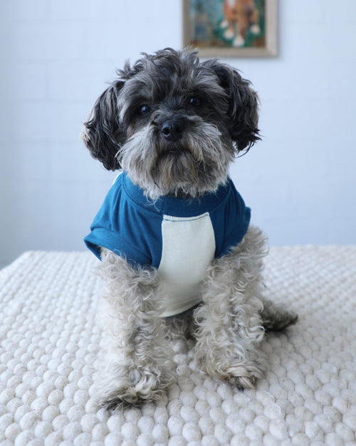 Stay Gold Ivory + Blue Muscle T-Shirt