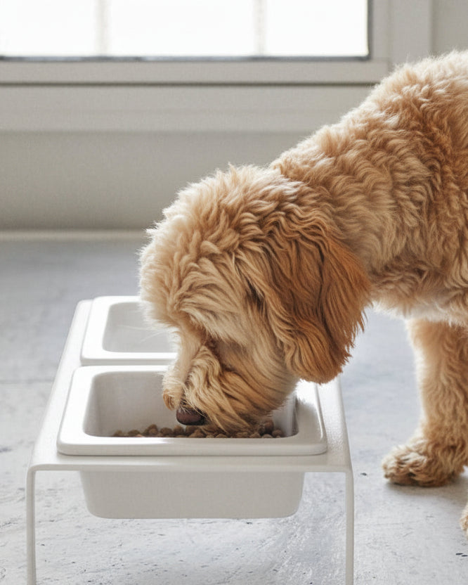 Minimalist Dog Bowls, Elevated Feeding Set, White – FURB