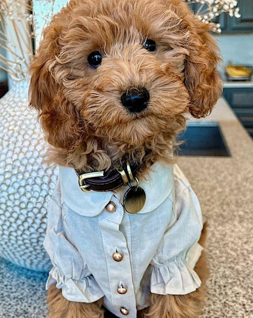 Mon Petit Oatmeal Linen Dog Blouse, lightweight and chic outfit for tiny dog breeds like chihuahua.