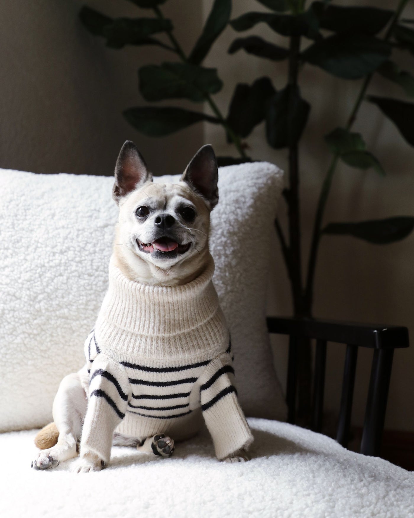 Finley Ivory + Black Striped Dog Sweater