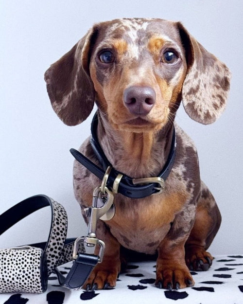 Detailed view of pony hair leash and leather collar for dogs, highlighting textured finish and durable clasp hardware