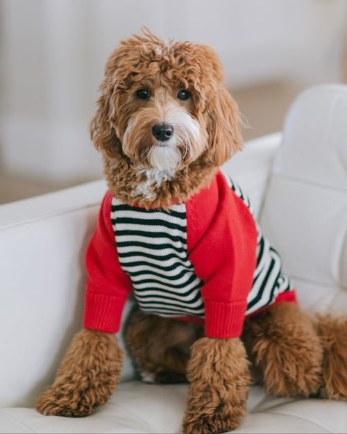 Bookworm Red Colorblock Sweater