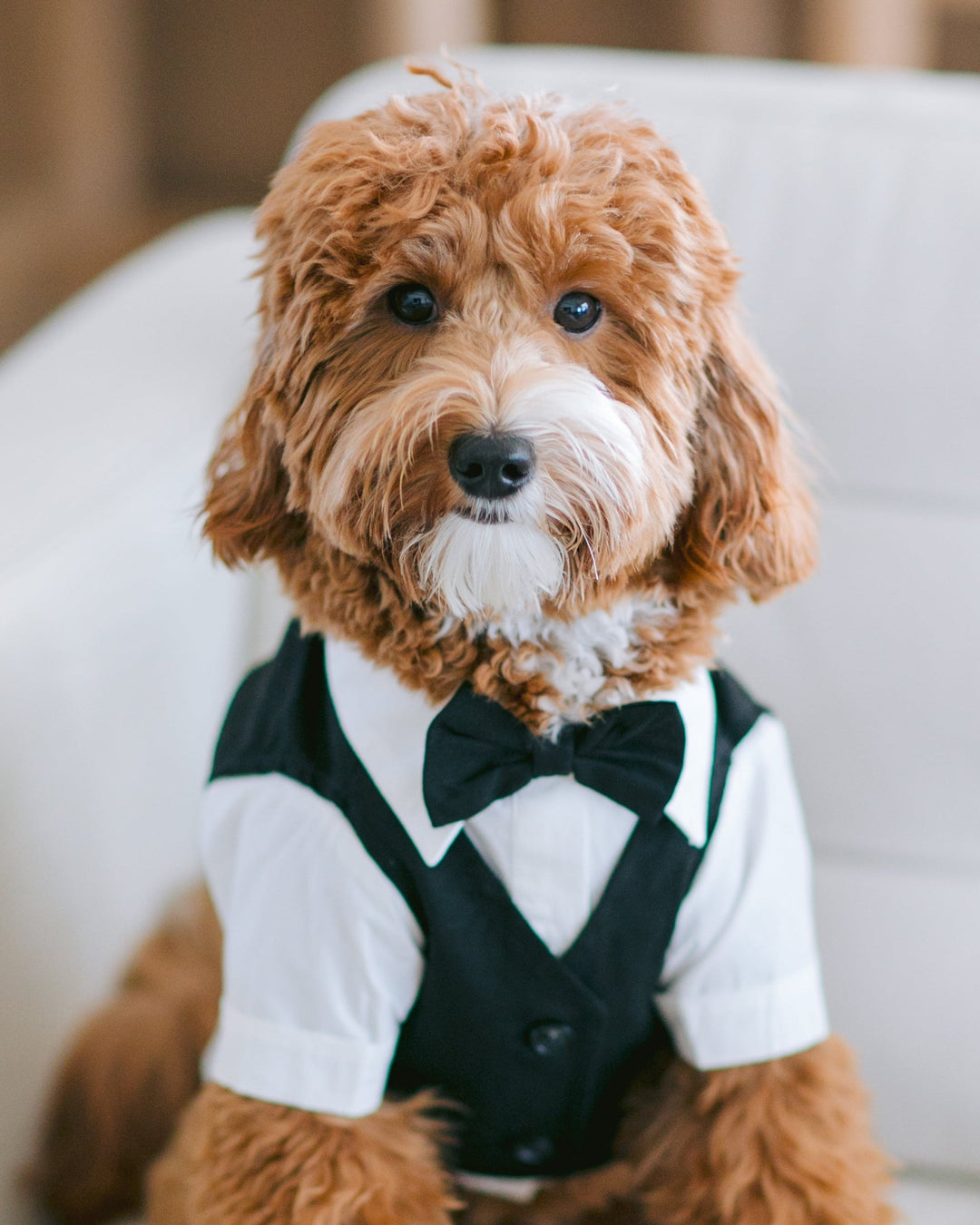Dog Wedding Collection | Outfits + Accessories for your Big Day FURB Dog Wedding Collection | Outfits + Accessories for your Big Day FURB