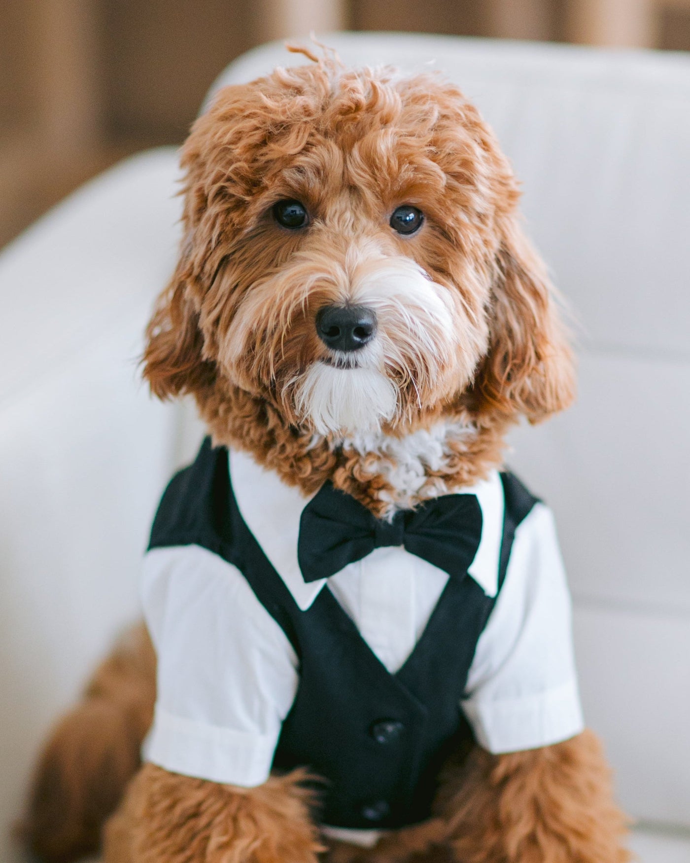 Boy Dog Wedding Outfit | Black Suit FURB Boy Dog Wedding Outfit | Black Suit FURB
