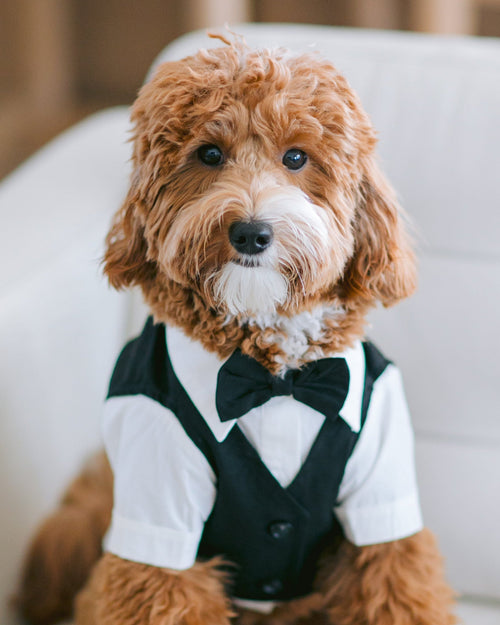 We Do Black Wedding Three-fer Button Up