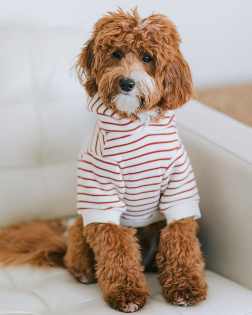 Ziggy Vintage Red Stripe Dog Hoodie