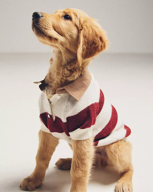 Prep School Pup Burgundy + Ivory Striped Rugby Sweater