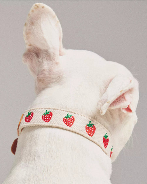 Petit Market Strawberry Embroidered Dog Collar
