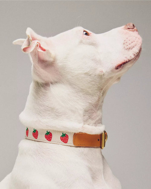 Petit Market Strawberry Embroidered Dog Collar