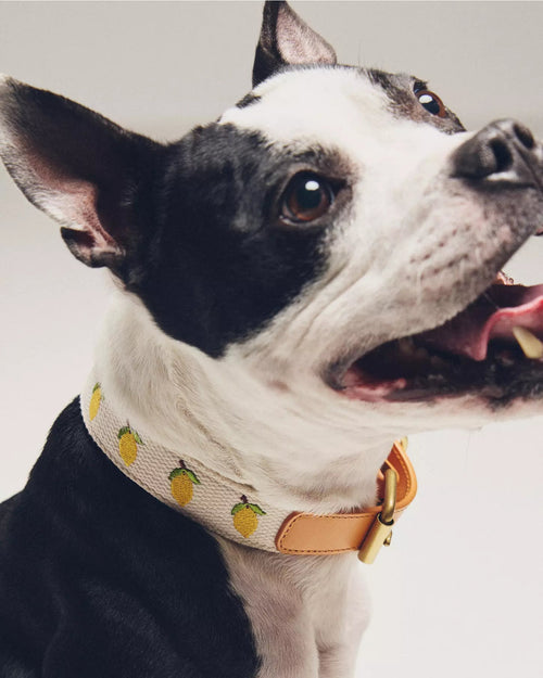 Petit Market Lemon Embroidered Dog Collar