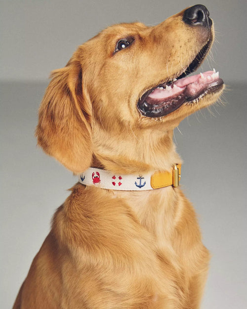 Seas The Day Embroidered Dog Collar