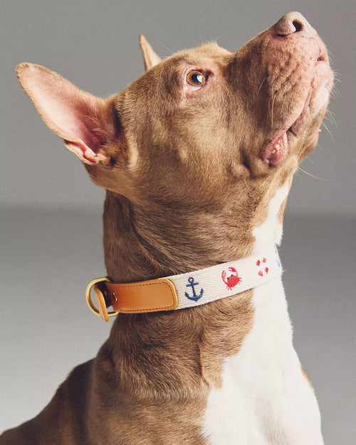 Seas The Day Embroidered Dog Collar