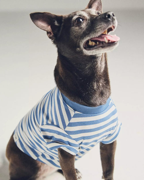 Casual Cutie Blue + White Relaxed Dog T-Shirt