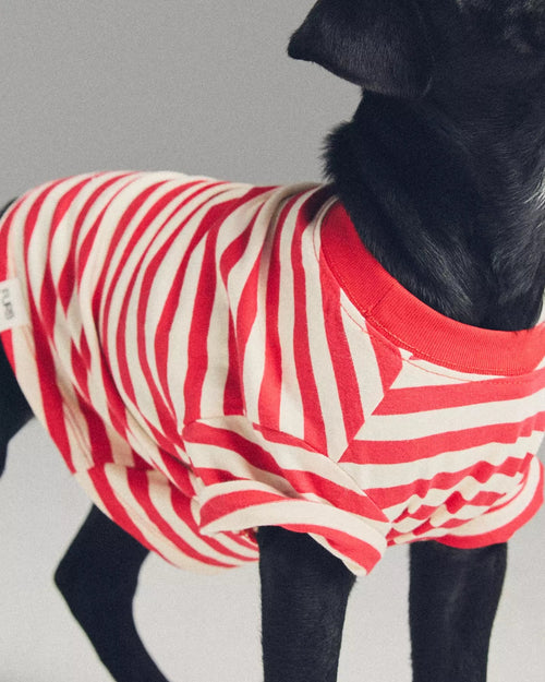 Casual Cutie Red + White Relaxed Dog T-Shirt