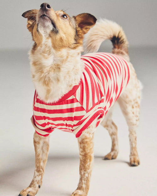 Casual Cutie Red + White Relaxed Dog T-Shirt