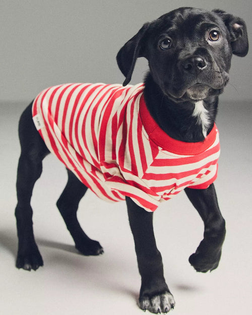 Casual Cutie Red + White Relaxed Dog T-Shirt