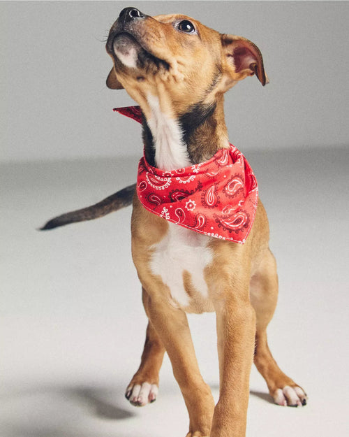Hello Dolly Red Paisley Dog Bandana