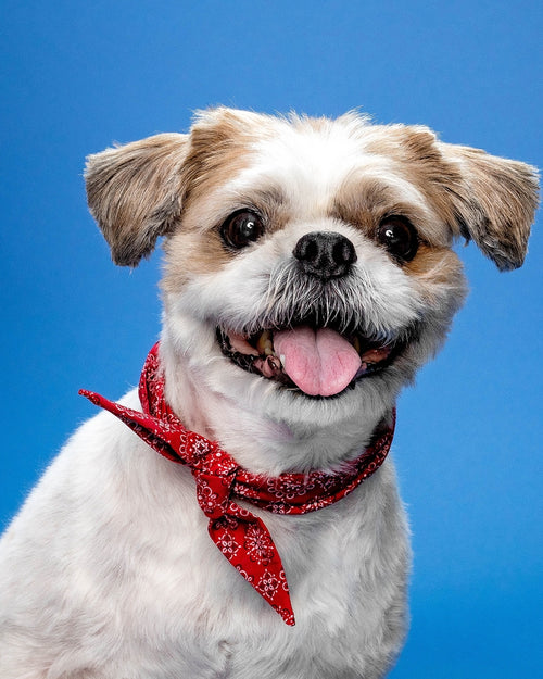 Stylish blue dog bandana, designed for small and medium dogs like Pugs and Beagles.