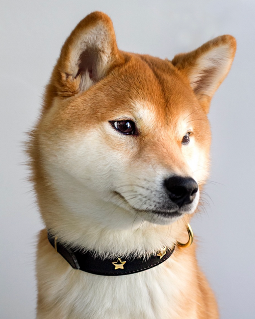 Stylish black dog collar with silver star studs, perfect for fashionable pets