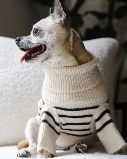 a striped dream, with a comfy ivory knit body covered in thin black stripes, and perfect ribbed ivory turtleneck with coordinating sleeves. The long turtleneck folds over as a toasty touch, and sleeves can be cuffed for a more casual vibe micro chihuahua clothes