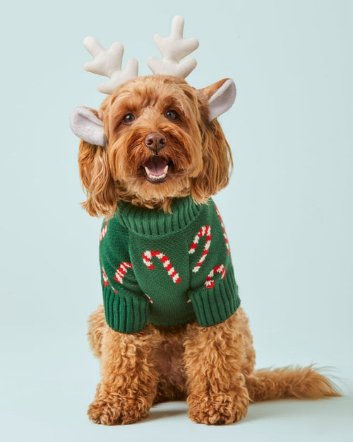 Candy Cutie Green Knit Dog Sweater